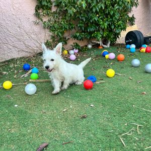 West Highland Terrier
