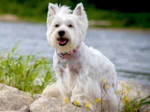 Read more about the article West Highland Terrier