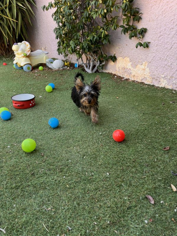 Yorkshire Terrier - Image 2