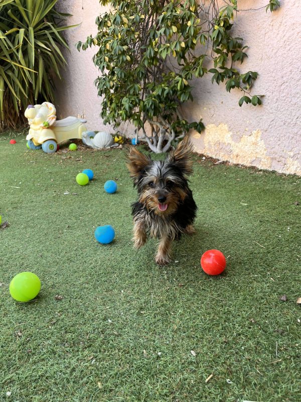 Yorkshire Terrier - Image 3