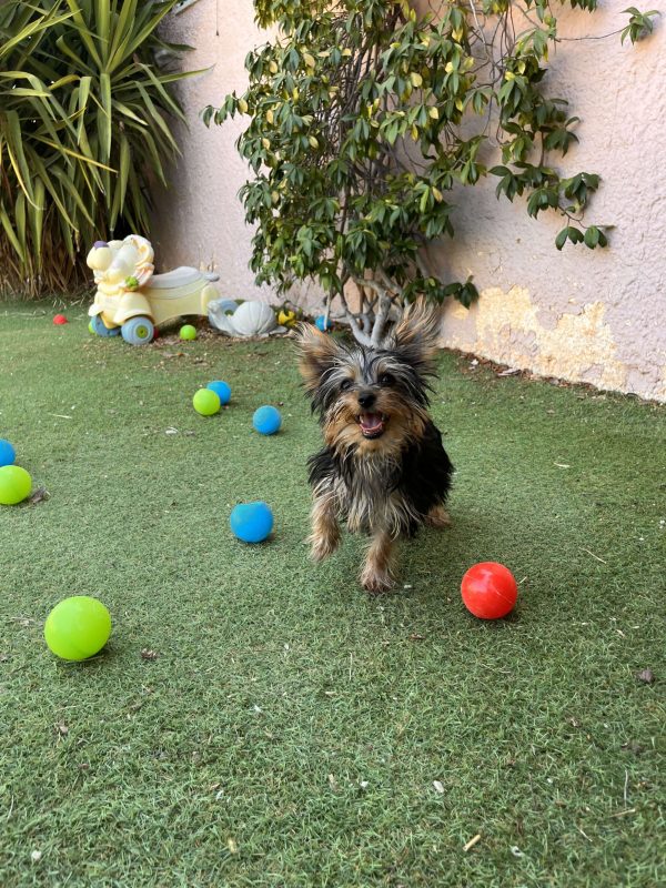 Yorkshire Terrier