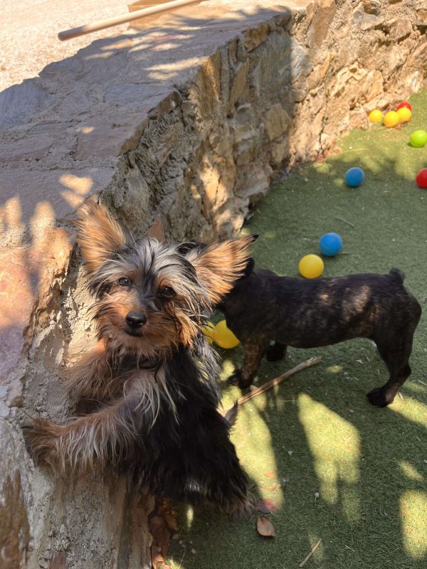 Yorkshire Terrier - Image 5