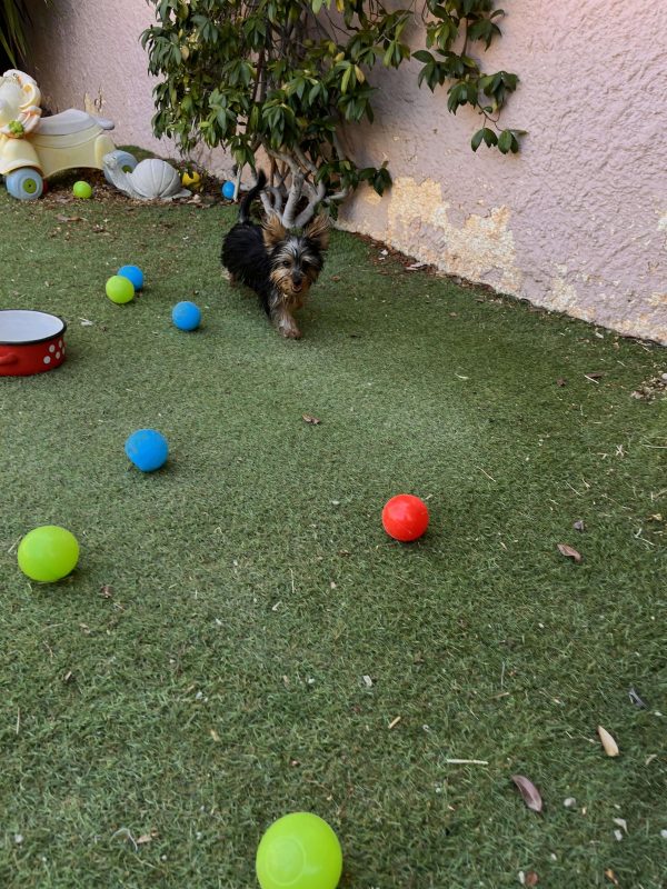Yorkshire Terrier - Image 6