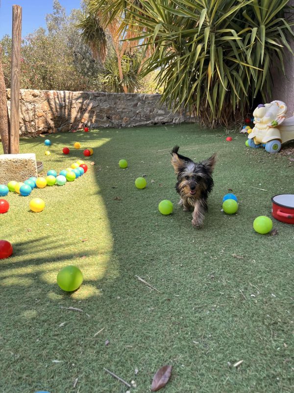 Yorkshire Terrier - Image 7