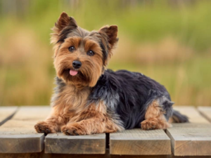 Read more about the article Yorkshire Terrier