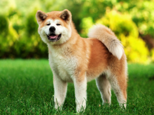 Read more about the article Akita Inu