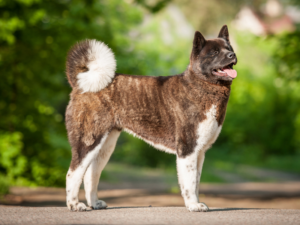 Read more about the article American Akita