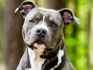 Read more about the article American Staffordshire Terrier