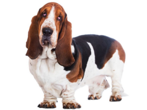 Read more about the article Basset Hound
