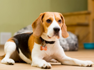Read more about the article Beagle