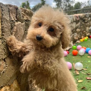 Toy Beige Poodle