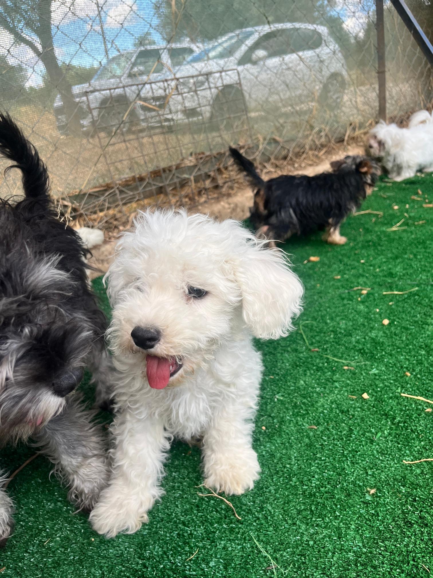 Bichon Frise - Image 7