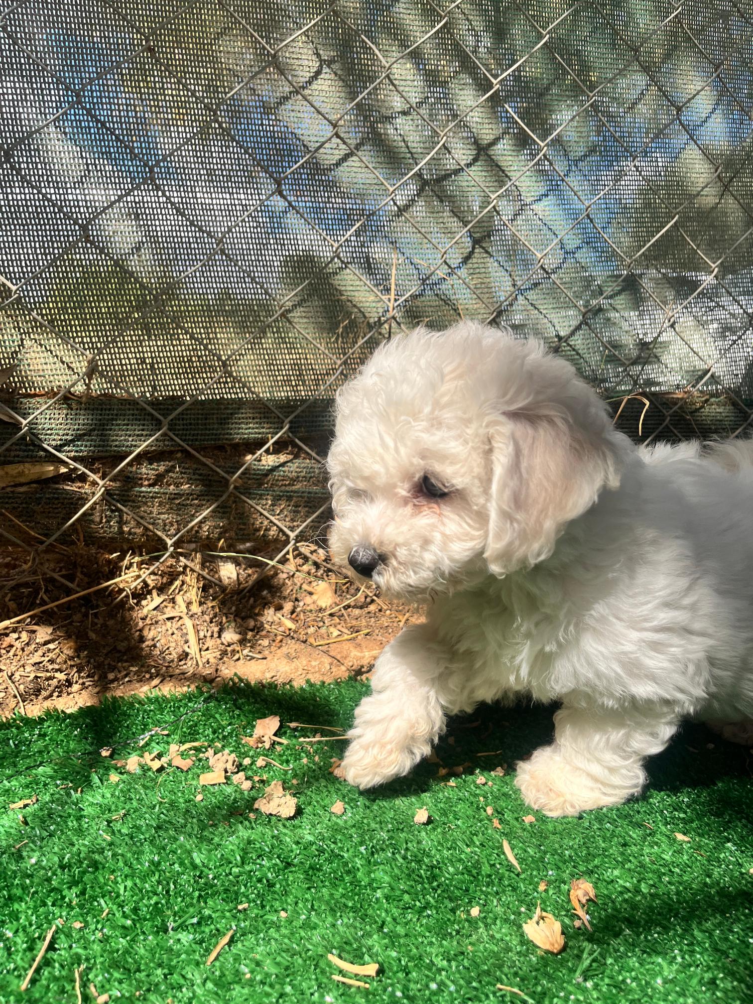Bichon Frise - Image 8
