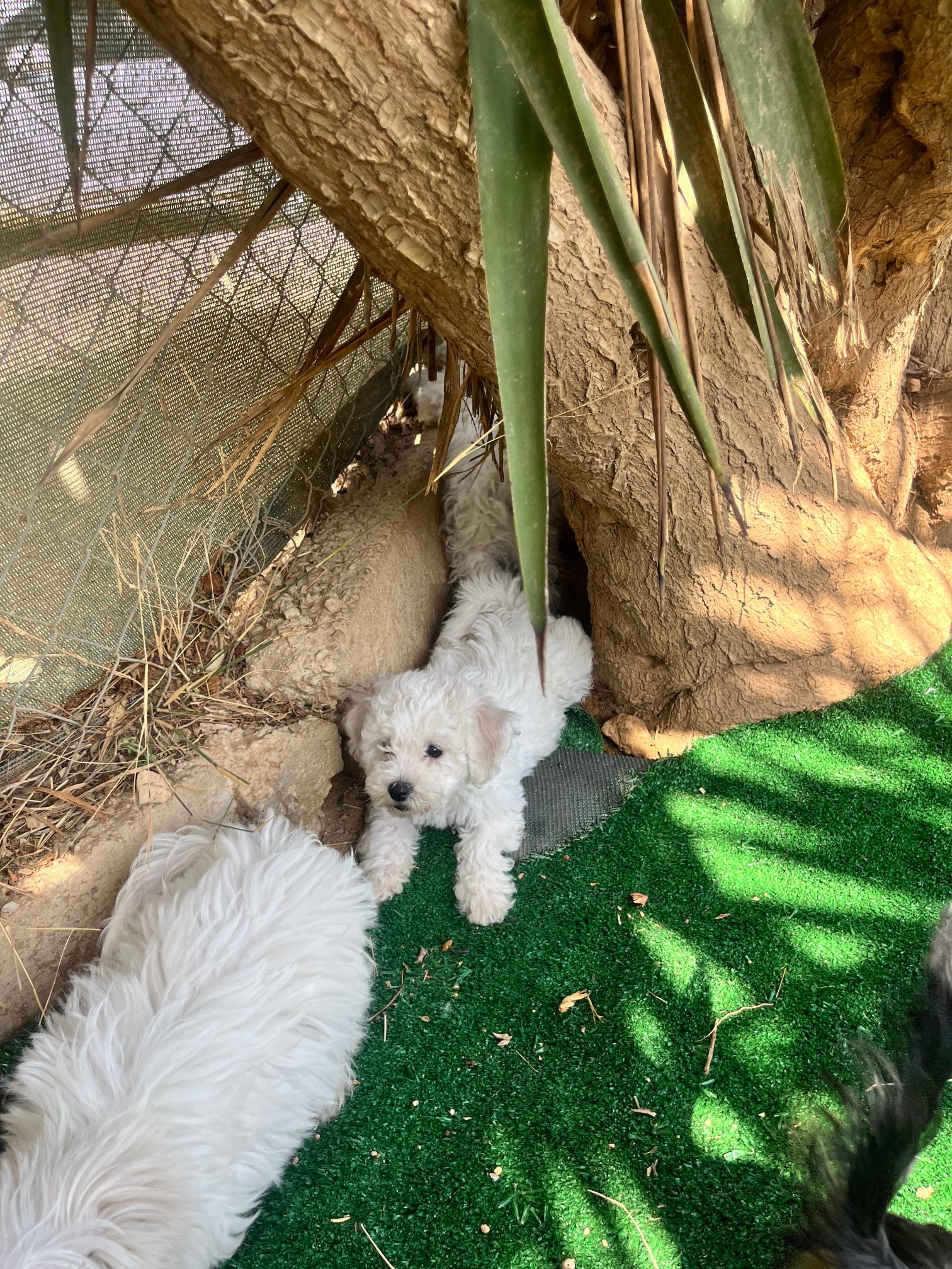 Bichon Frise - Image 9