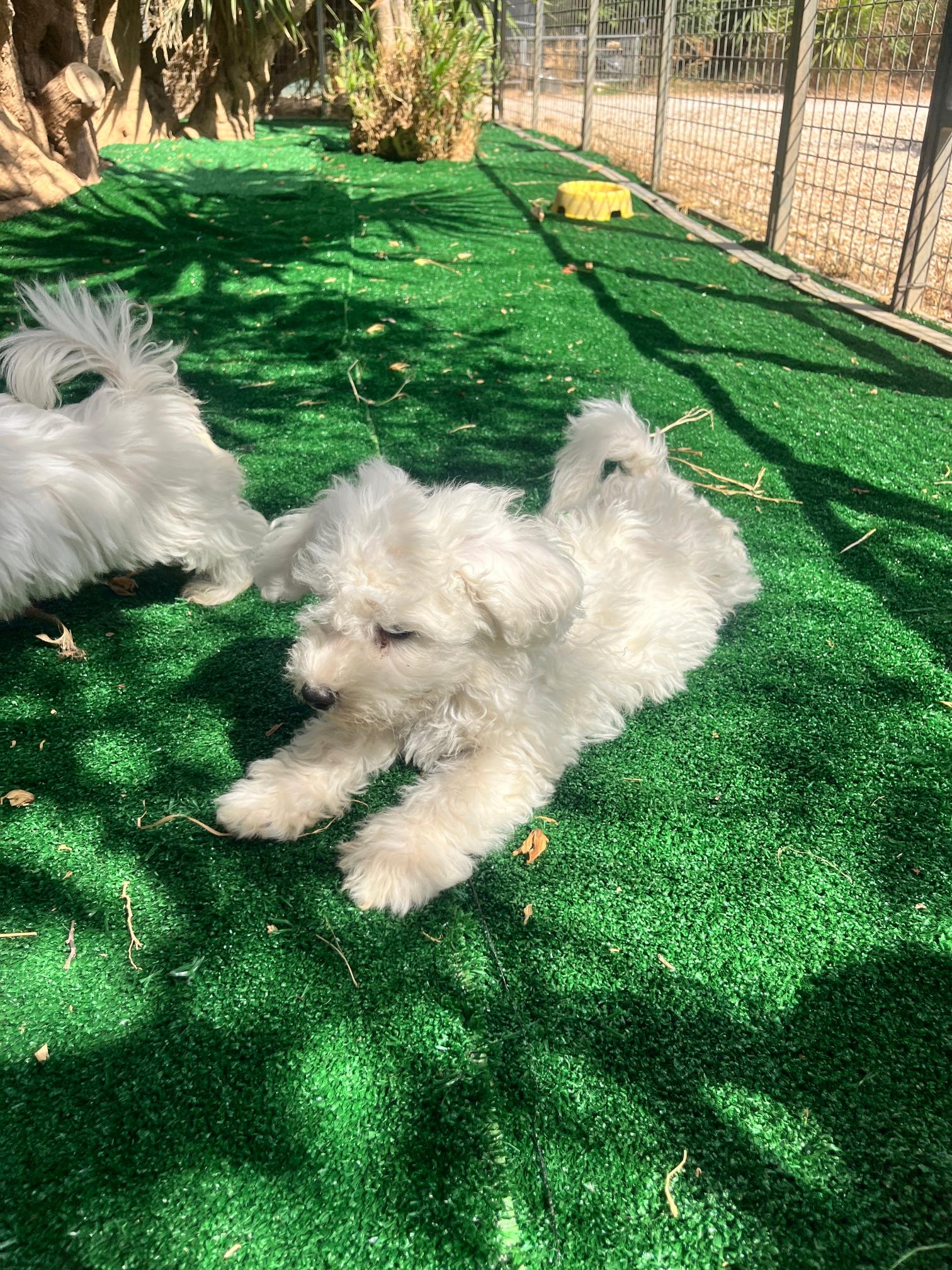 Bichon Frise - Image 10