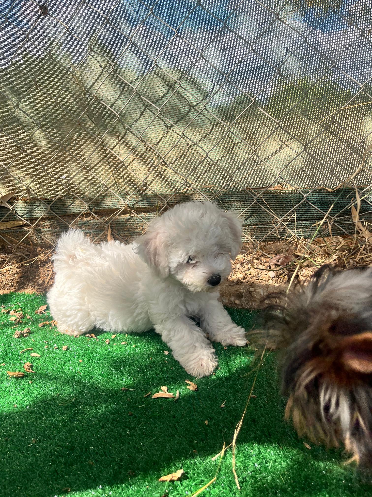 Bichon Frise - Image 11