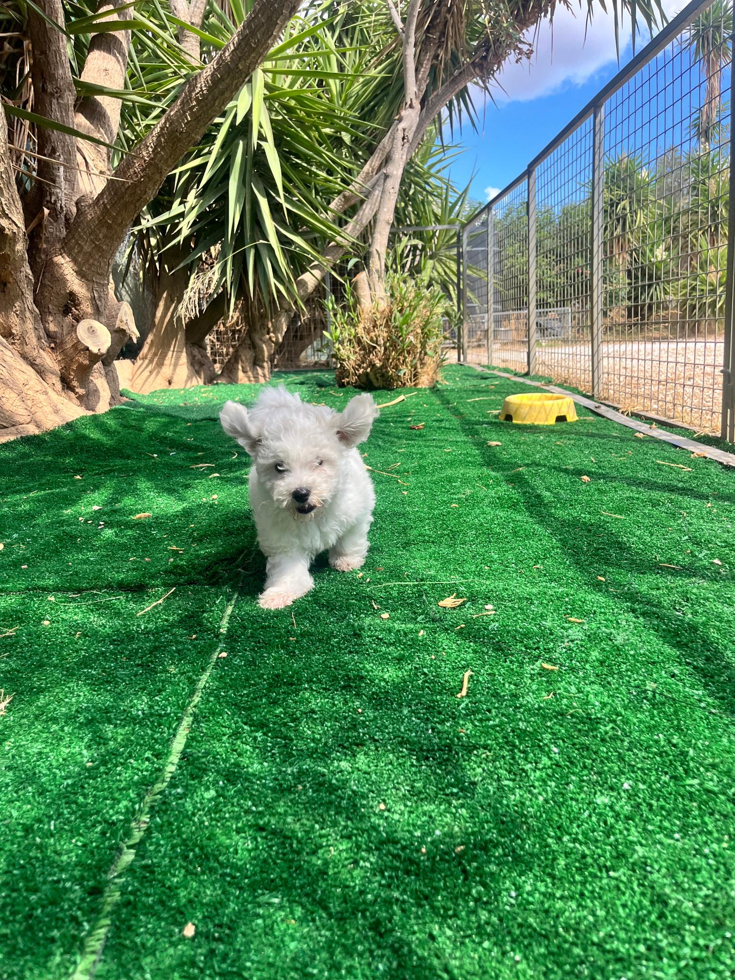 Bichon Frise - Image 12
