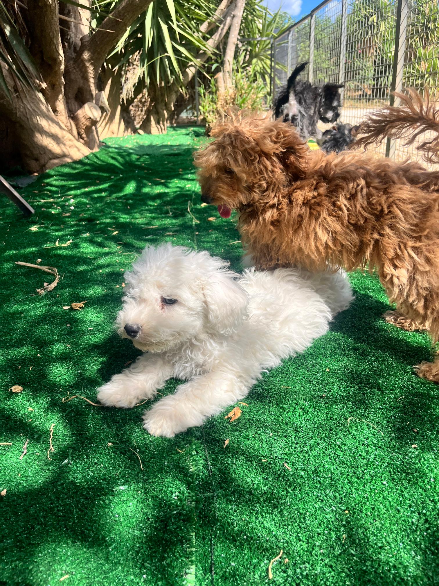 Bichon Frise - Image 13