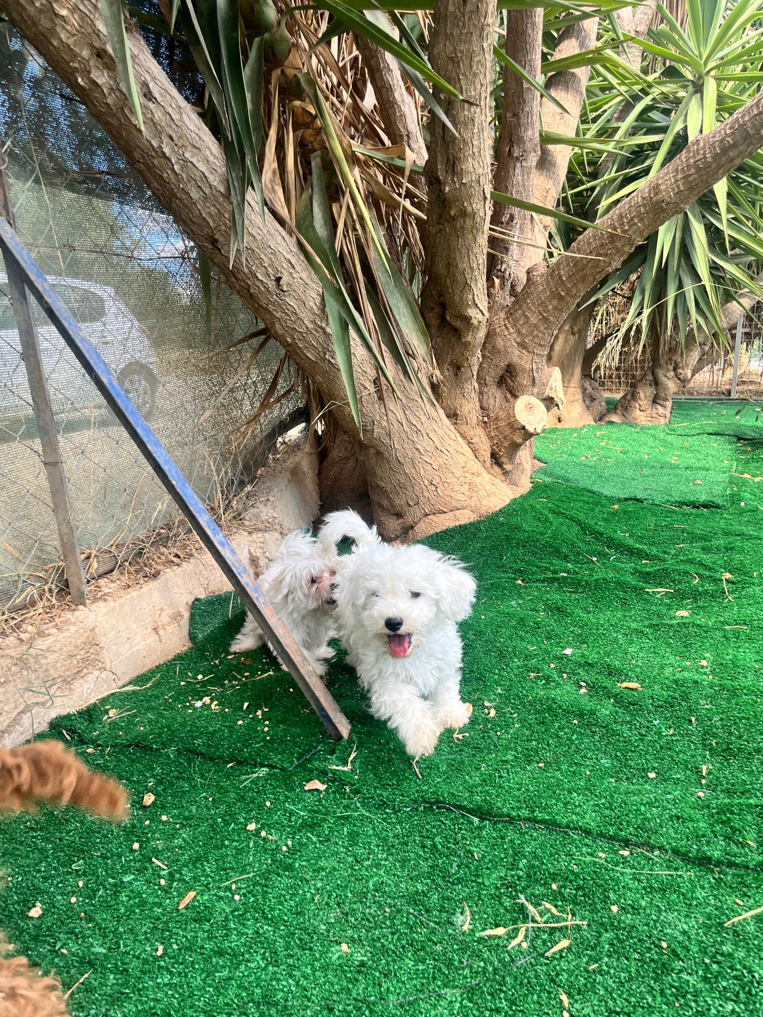 Bichon Frise - Image 14
