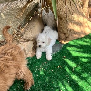 Bichon Frise