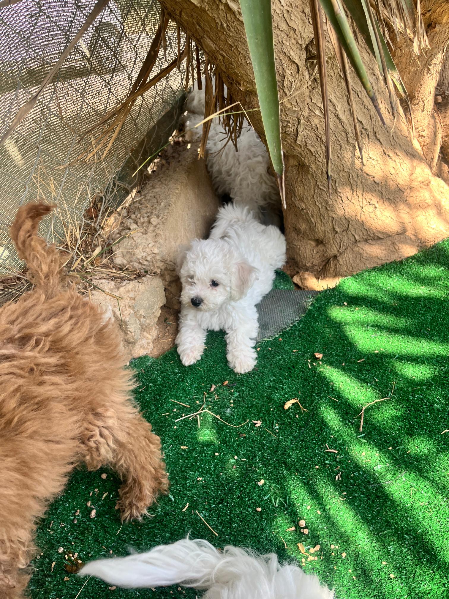 Bichon Frise