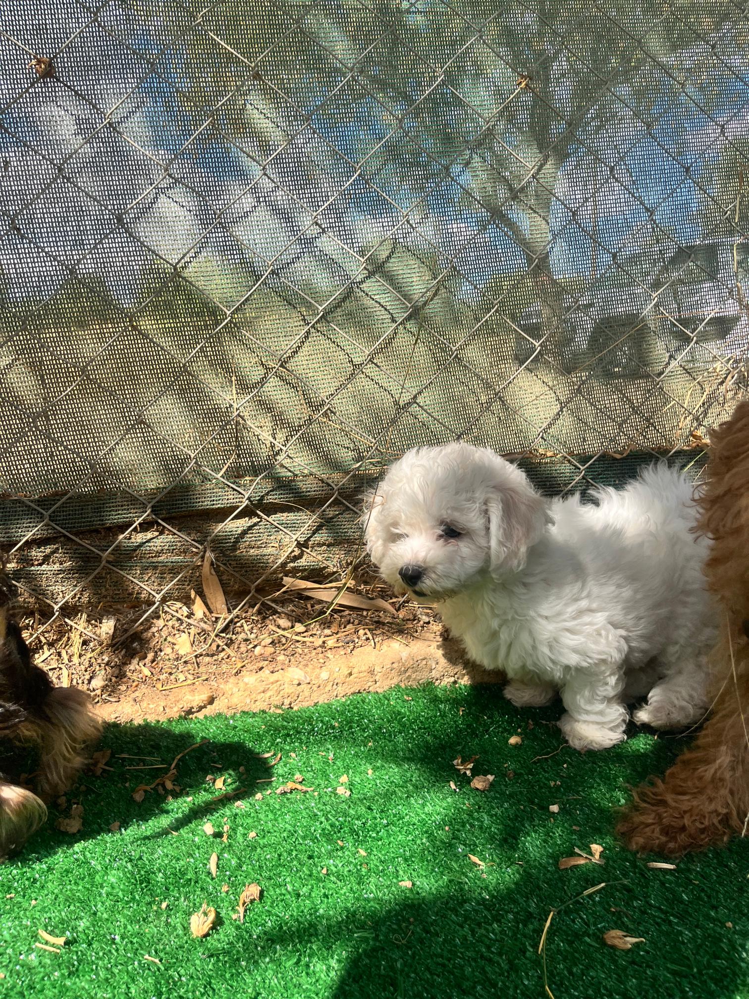 Bichon Frise - Image 4