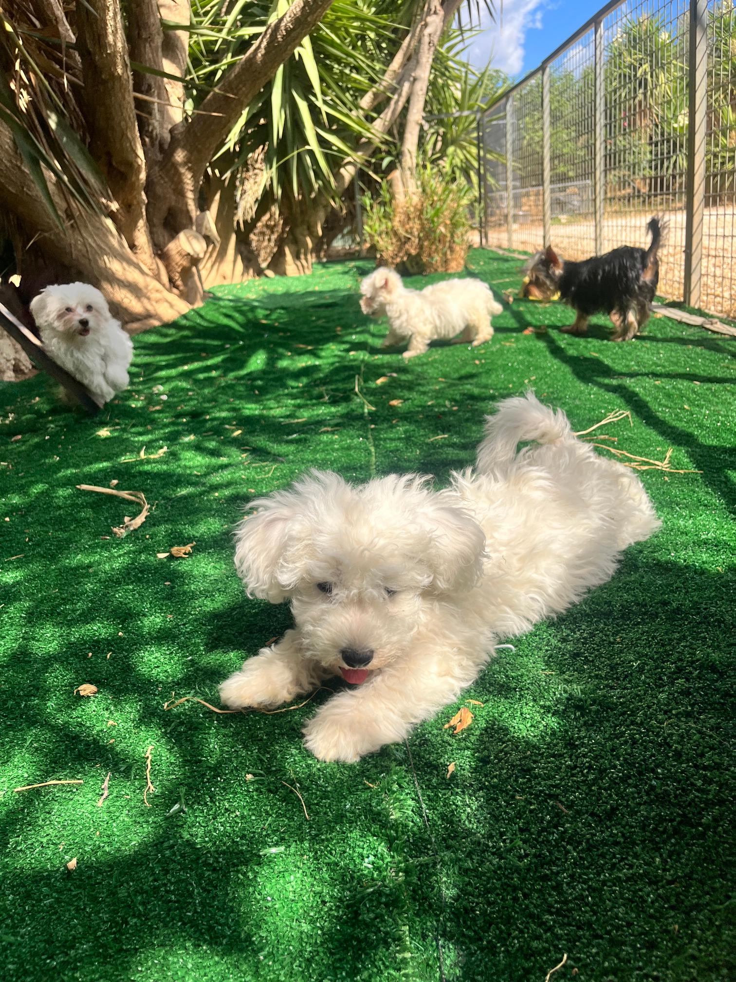 Bichon Frise - Image 5