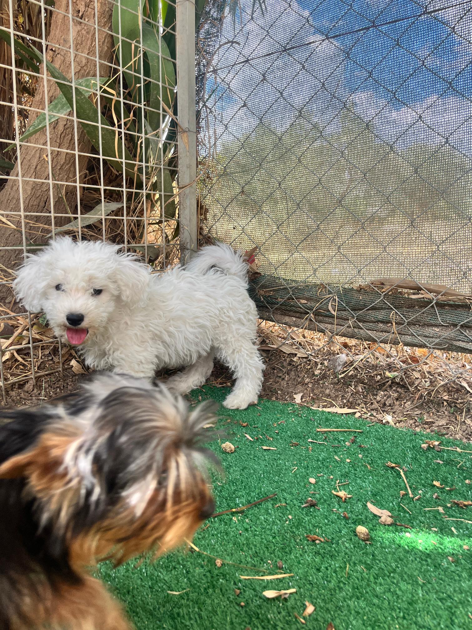 Bichon Frise - Image 6