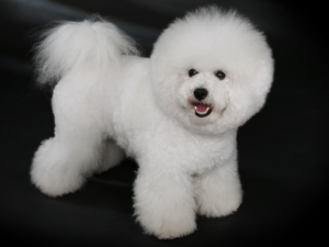 Read more about the article Bichon Frise