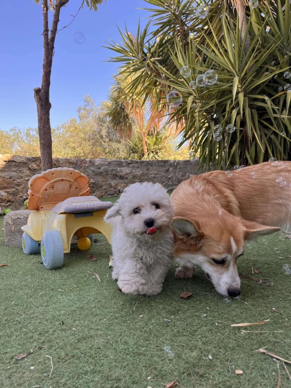 Bichon Frise - Image 11