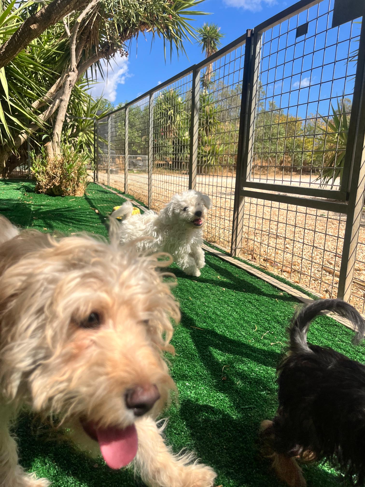 Bichon Frise - Image 15