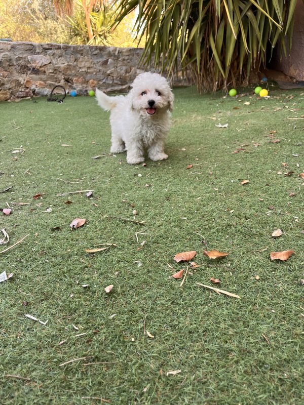 Bichon Frise - Image 5