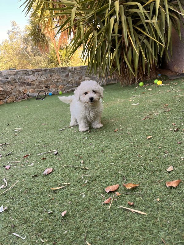 Bichon Frise - Image 6