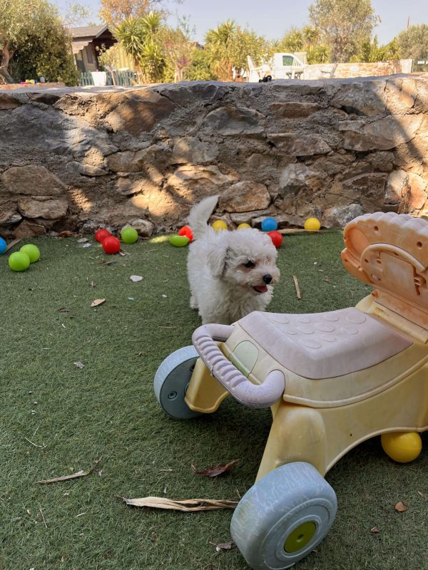 Bichon Frise - Image 7