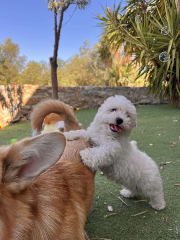 Bichon Frise - Image 9