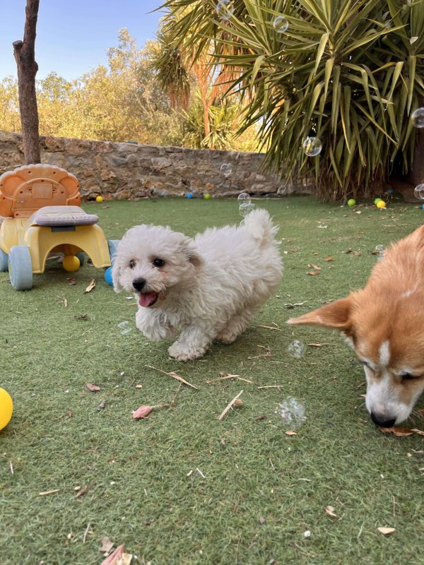 Bichon Frise - Image 10
