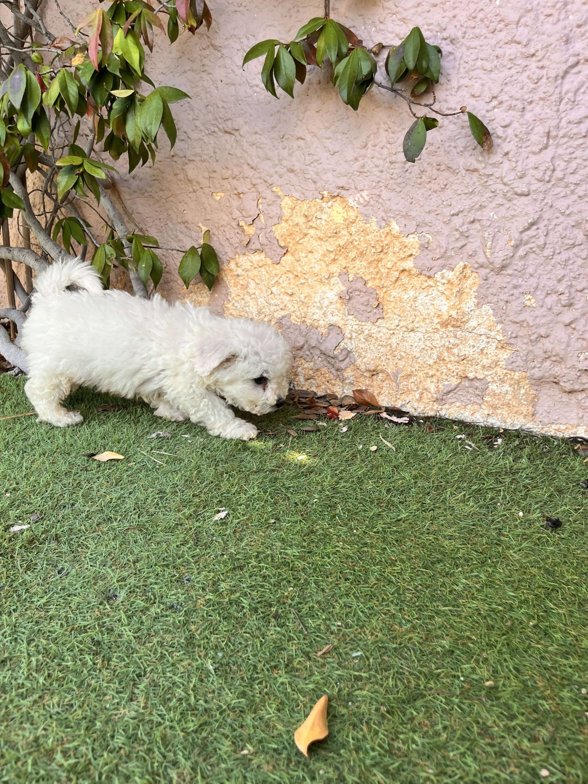 Bischon Frise - Image 3