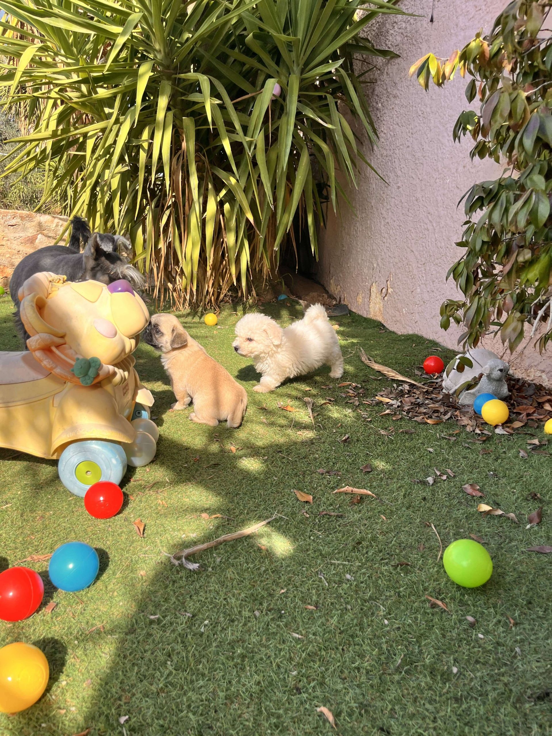 Bischon Frise - Image 4