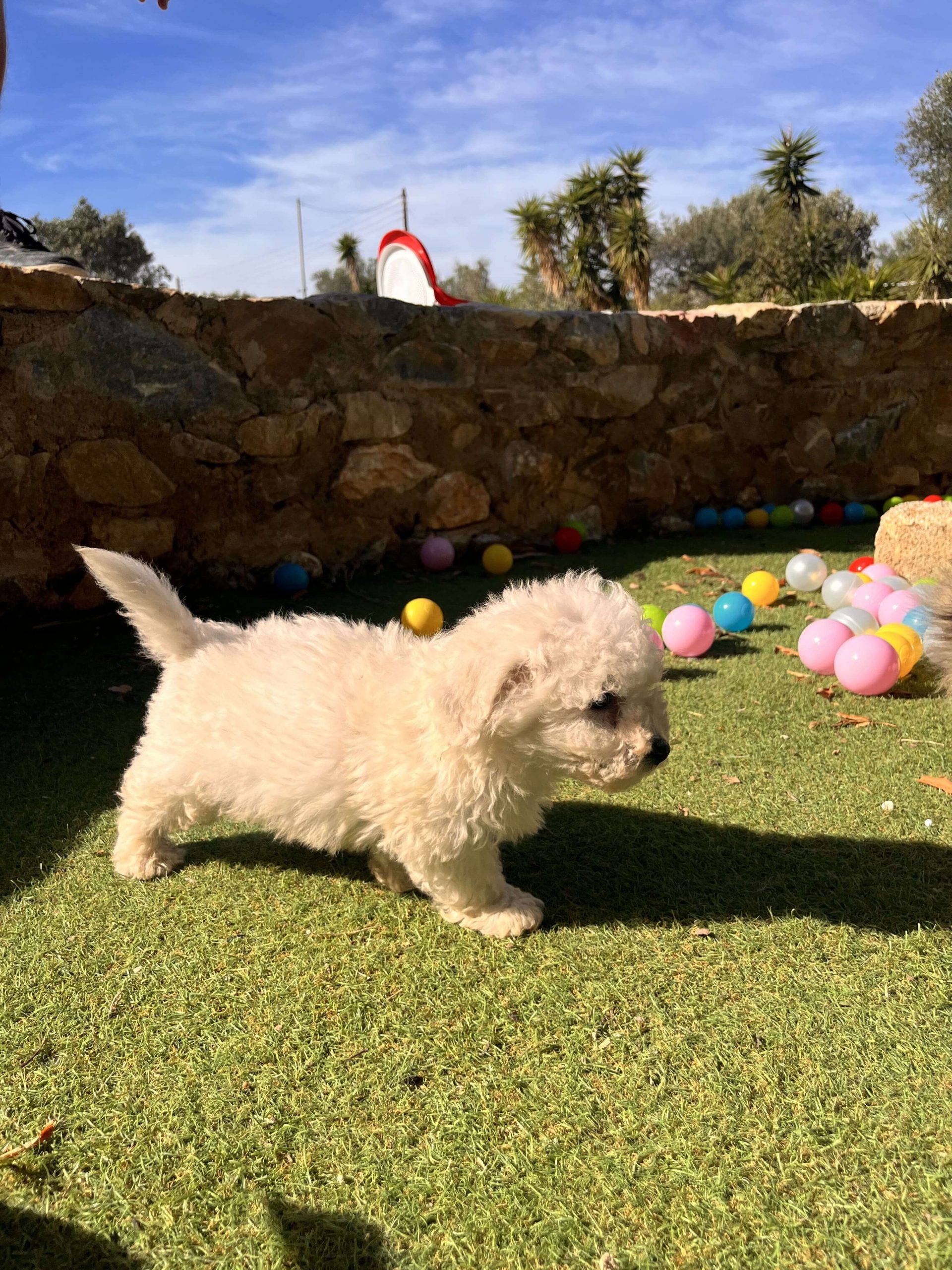 Bischon Frise - Image 5