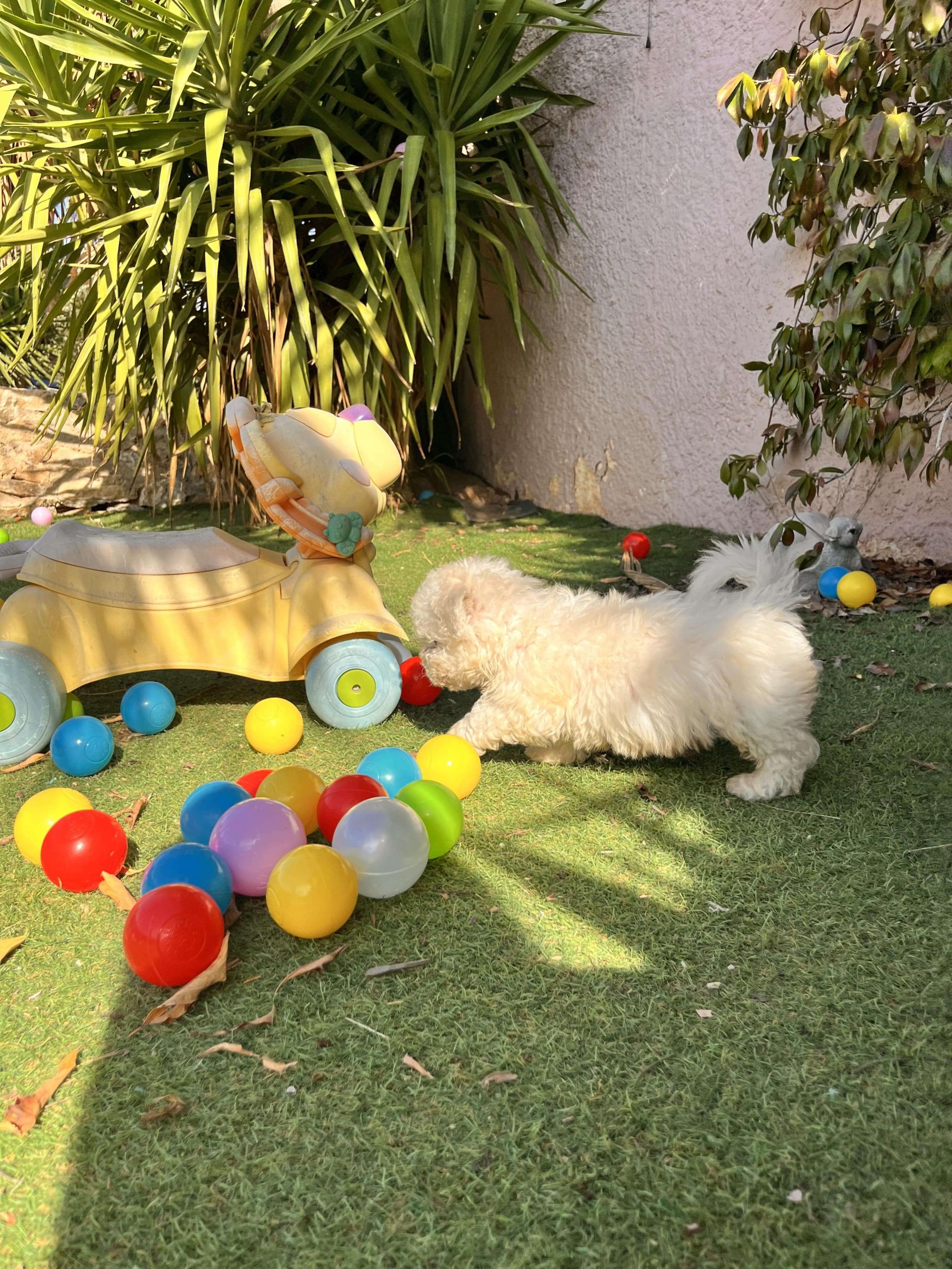 Bischon Frise - Image 6