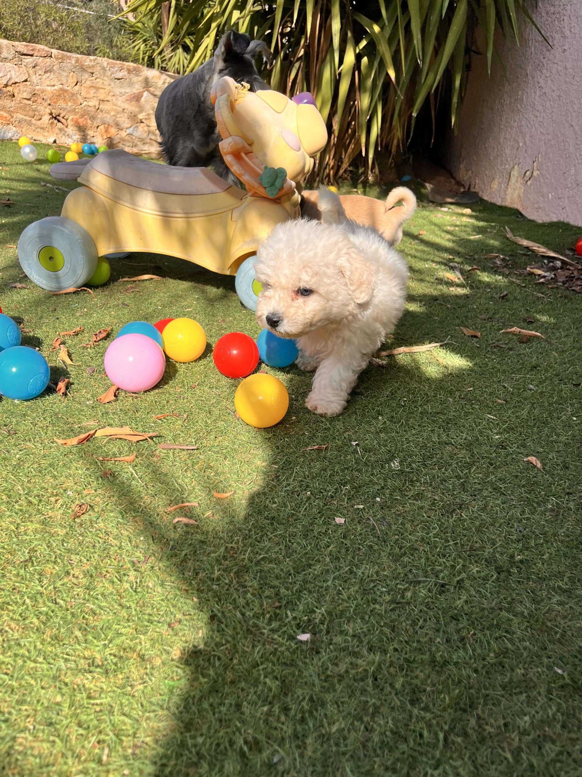 Bischon Frise - Image 7