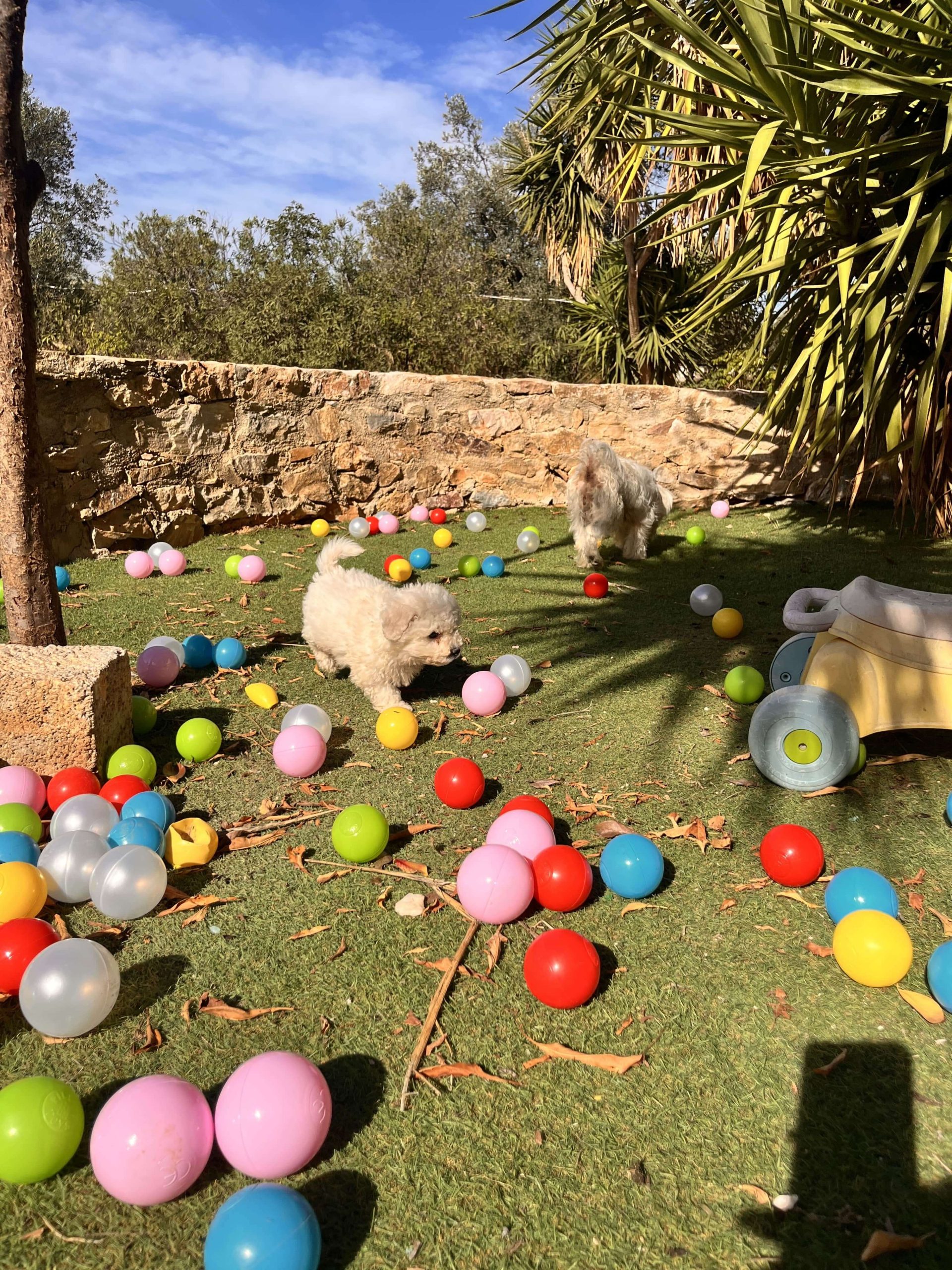 Bischon Frise - Image 8