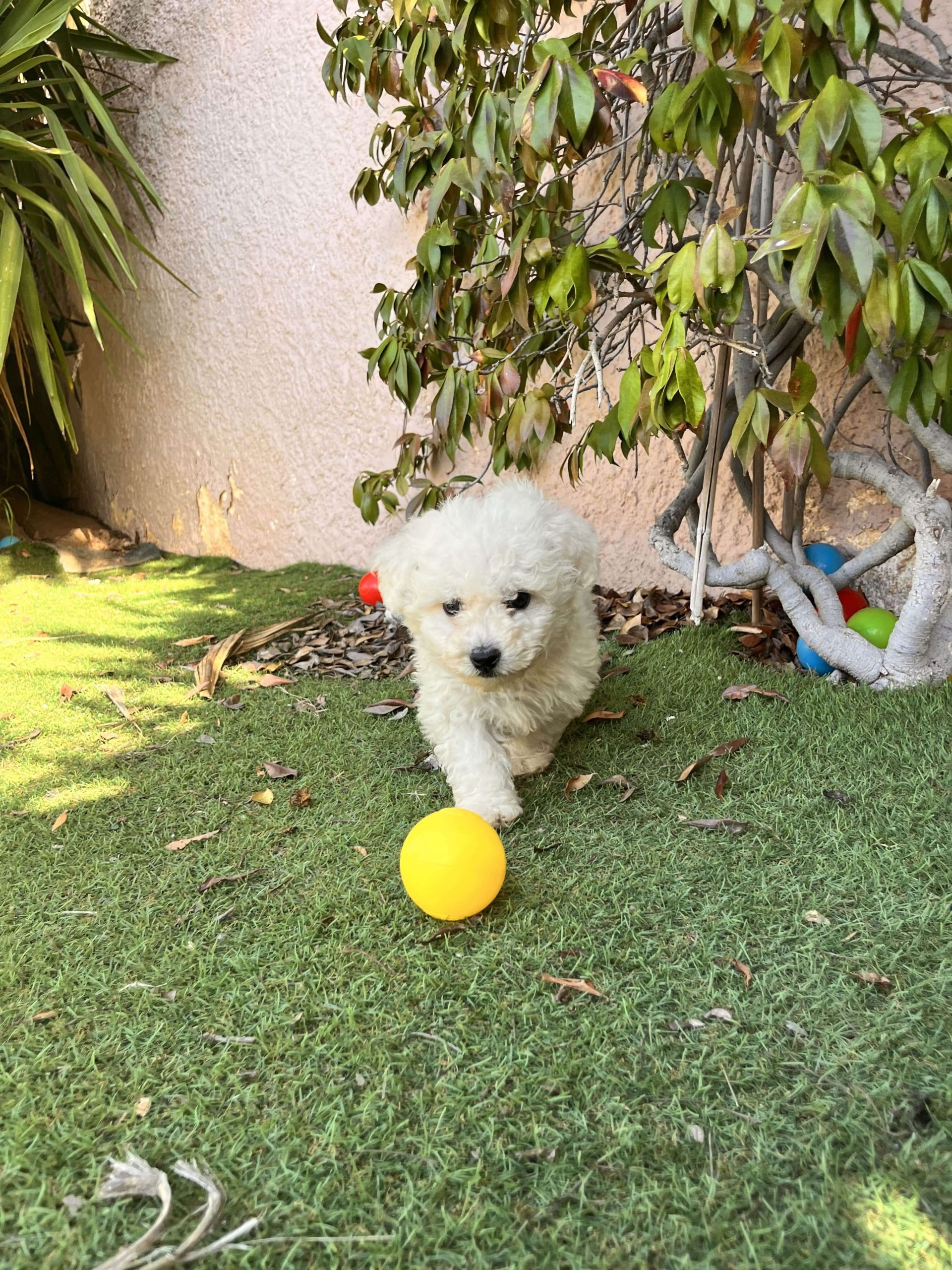 Bischon Frise - Image 2