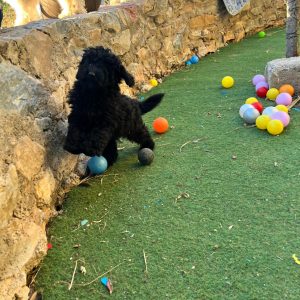 Mini Black Poodle