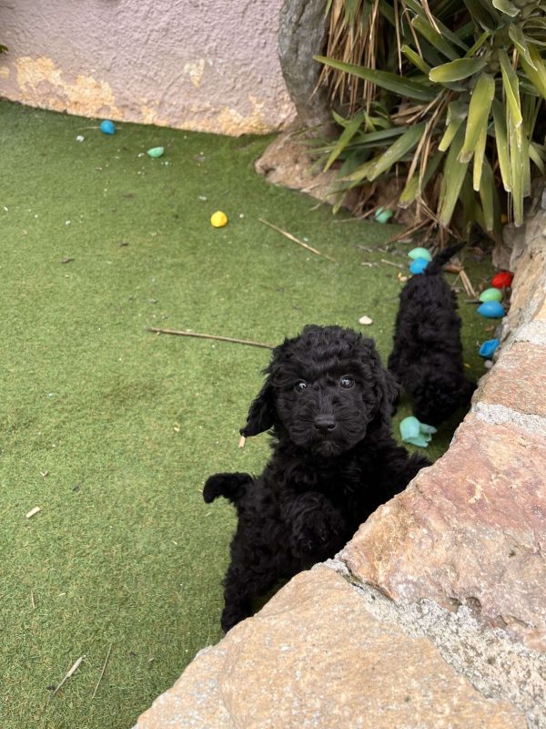 Black Mini Poodle - Image 2