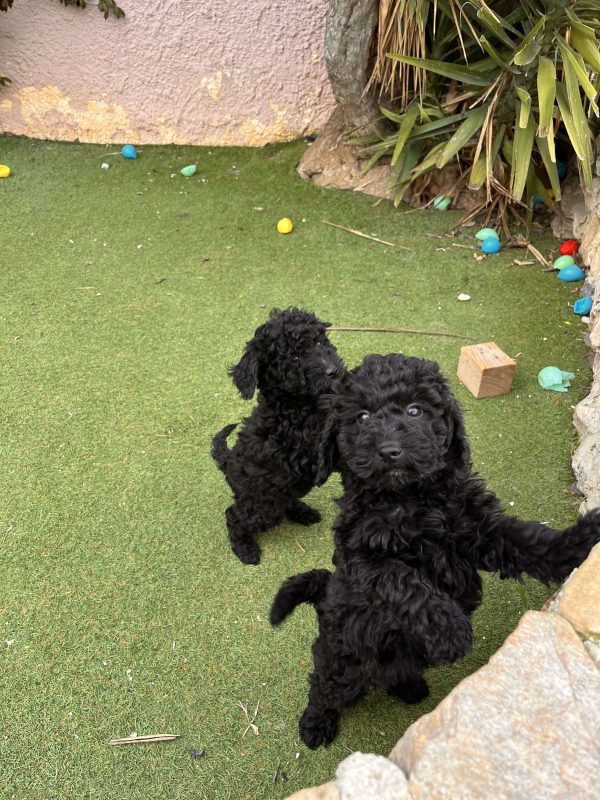 Black Mini Poodle - Image 3