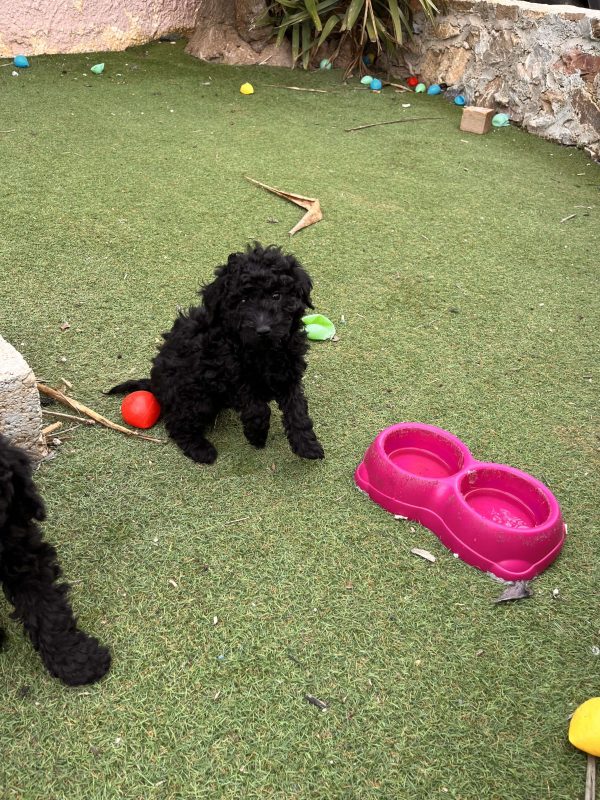 Black Mini Poodle - Image 4