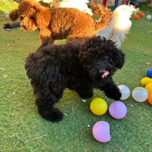 Mini Black Poodle