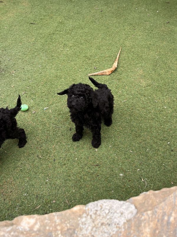 Black Mini Poodle - Image 5