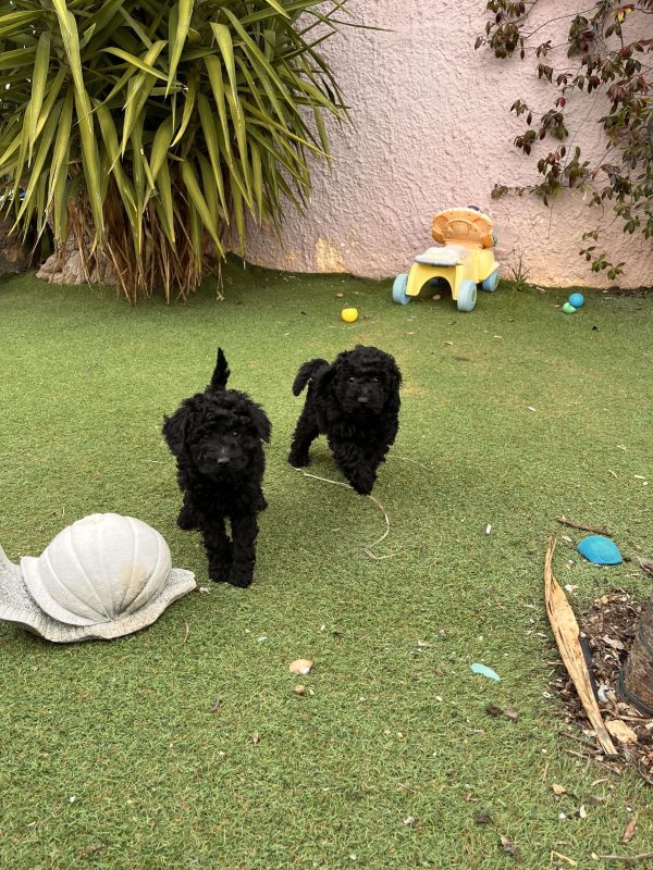 Black Mini Poodle - Image 7